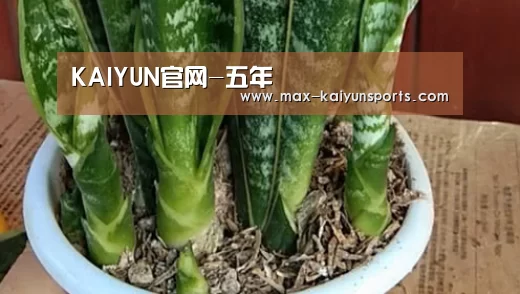 开云体育