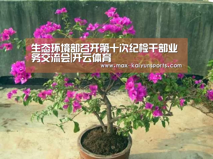 开云体育